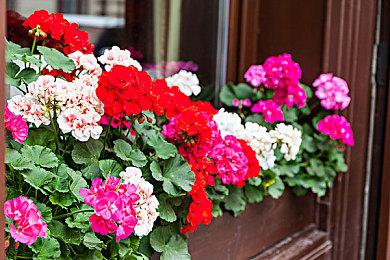 9月23日举办！ 下一次《我的世界》直播活动日期泄露